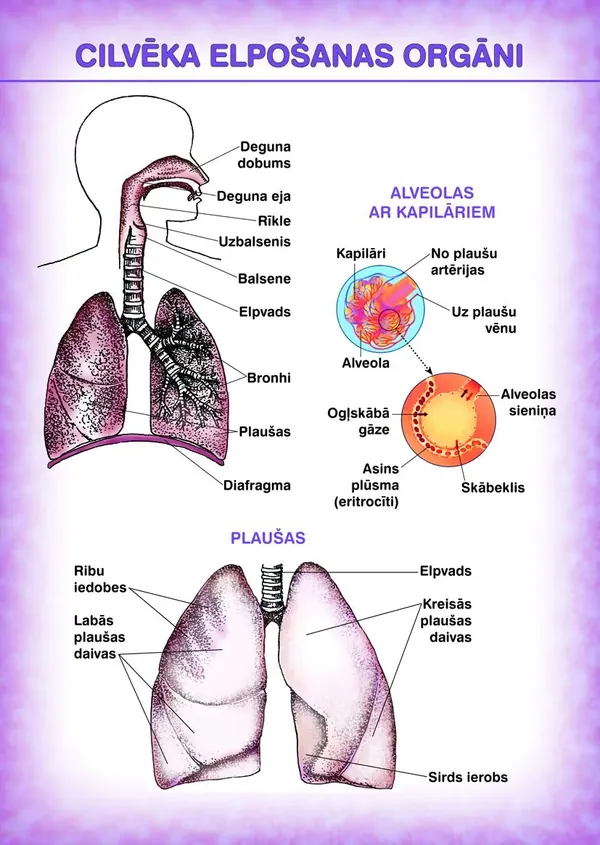 Cilvēka elpošanas orgāni. Cilvēka urīnizvadorgāni (A4)